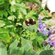 Jardiner, artistes, stages