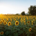 Tournesols Dordogne