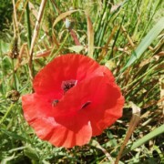 Jardin Au bout du Chemin - Dordogne