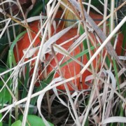Gîte - Jardin Au bout du Chemin - Dordogne